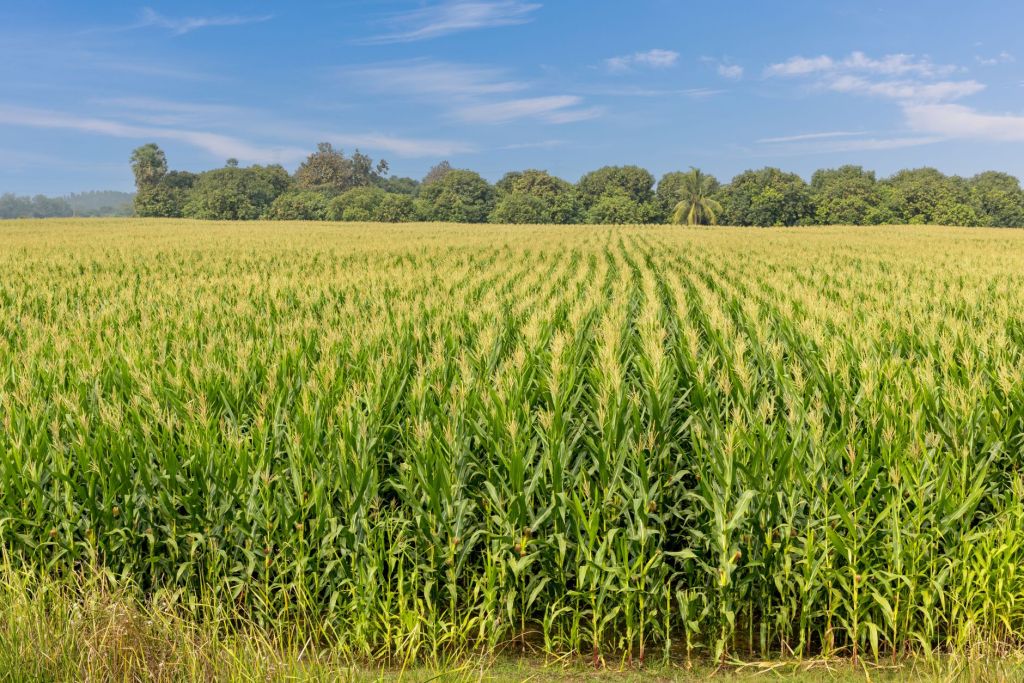 view of a corn field in the countryside